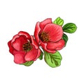 Watercolor illustration of Japanese quince chaenomeles in bloom, hand drawn floral illustration