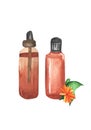 Watercolor illustration jars for essential oil with flowers. Jars with gerbera painted in watercolor. Oil for aromatherapy,