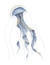 Watercolor illustration of Jelly Fish on isolated background. Hand drawn sketch of Jellyfish in pastel blue colors