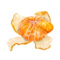 Watercolor illustration of juicy tangerines. Hand drawn tangerines