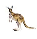 Watercolor illustration of a kangaroo sketch.