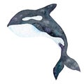 Watercolor illustration of a killer whale drawn by hand on paper. Isolated on a white background. orca Royalty Free Stock Photo