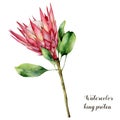 Watercolor illustration with king protea. Hand painted pink flower with leaves and branch isolated on white background Royalty Free Stock Photo