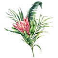 Watercolor illustration with king protea and palm leaves. Hand painted pink flower and branch isolated on white Royalty Free Stock Photo