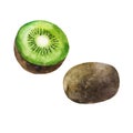 Watercolor illustration. Kiwi fruit. A whole kiwi, half a sliced kiwi