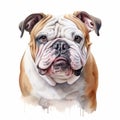 Highly Detailed Watercolor Portrait Of A Bulldog In White Background Royalty Free Stock Photo