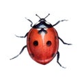 Watercolor illustration of ladybird hand-drawn on white background. Realistic animal picture of ladybug for icon or logo Royalty Free Stock Photo