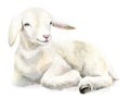 Watercolor illustration Lamb, Easter image, portrait goat Royalty Free Stock Photo