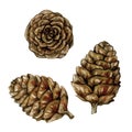 Watercolor illustration of larch cones isolated on white background. Royalty Free Stock Photo