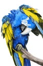 Watercolor illustration of a large parrot with colorful yellow and blue wings Royalty Free Stock Photo