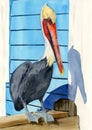 Watercolor illustration of a large pelican with black and white feathers, a red beak Royalty Free Stock Photo