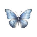 Beautiful light blue butterfly isolated on white background. Royalty Free Stock Photo