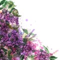 Watercolor illustration lilac.