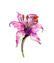 Watercolor illustration of lilium flower