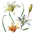 Watercolor illustration, lily flowers. Lily bud, lily flower, lily leaves. Separate items