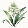 Watercolor Illustration Of Lily Of The Valley And Orchid