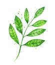 Watercolor illustration of Liquorice leaf