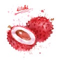 Watercolor illustration of litchi