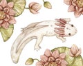 Watercolor illustration with little albino axolotl next to water lilies, isolated on white background. Swamp collection.