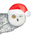 Watercolor illustration of little winking snowy owl. Royalty Free Stock Photo