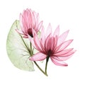 Watercolor illustration of lotus flowers, water lily. drawing transparent flowers and lotus leaves. isolated on white background.