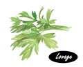 Watercolor illustration of lovage. Levisticum officinale. Royalty Free Stock Photo