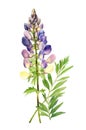 Watercolor lupine flower.