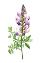 Watercolor lupine flower.