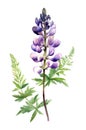 Watercolor lupine flower.