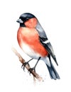 Watercolor illustration of a male Eurasian bullfinch bird perched on a branch.