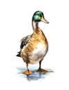 Watercolor illustration of a male mallard duck. Royalty Free Stock Photo