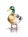 Watercolor illustration of a male mallard duck. Royalty Free Stock Photo