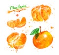 Watercolor illustration of mandarin