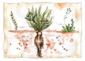 Watercolor illustration of Mandrake plant