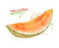 Watercolor illustration of Melon Cantaloupe Royalty Free Stock Photo