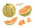Watercolor illustration of Melon Cantaloupe Royalty Free Stock Photo