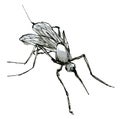 Watercolor illustration mosquito, a muted color sketch isolated on a white background. Elegant inset drawn by hand with