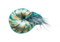 Watercolor illustration of the nautilus marine mollusk, shell. In beige-blue color. Cephalopod. Spiral shell. Isolated