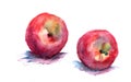 Watercolor illustration of nectarine