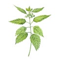 Watercolor illustration of nettle