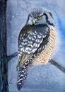 Watercolor illustration of a night winter scene with a spotted owl Royalty Free Stock Photo