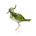 Watercolor illustration of Northern lapwing isolated on white. Peewit or pewit (Vanellus vanellus) hand drawn