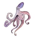 Watercolor illustration of an octopus. Design element for menu, restaurant, aquarium, oceanarium. Mix technique -