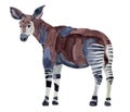 Watercolor illustration of okapi