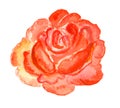 Watercolor illustration, one piece rose, lush, retro style, freehand drawing from life, red pink Royalty Free Stock Photo