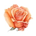 Watercolor illustration of a orange beautiful rose. Peach hand drawn flower in the full bloom. Isolated on white background. Royalty Free Stock Photo