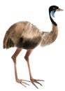 Watercolor illustration of ostrich emu in white background.