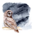 Watercolor illustration. The owl sits on a branch of tree. Night forest landscape.