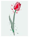 Watercolor Illustration, Painted Red Tulip On A Stem On A White Background With Watercolor Splashes. Wall Art.