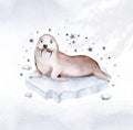 watercolor illustration painting walrus with a baby polar seals isolated on a white background. Arctic water world animals.